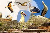 White Stork Collage