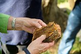 Cork Tree Bark