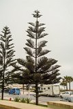 Araucaria Araucana - Monkey Puzzle Tree