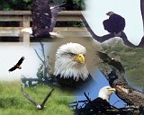 Alaska Trip - Eagle Collage