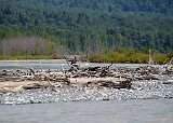 Alaska Trip - Haines - Klehini /Chillkat River Float Trip