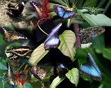 Alaska Trip - Victoria - Victoria Butterfly Gardens Collage