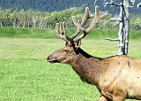 Alaska Trip - Alaska Wildlife Conservation Center - Roosevelt Elk