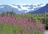 Alaska Trip - Alaska Wildlife Conservation Center - Chugach Mountains