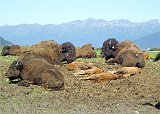 Alaska Trip - Alaska Wildlife Conservation Center - Wood Bison