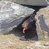 Alaska Trip - Alaska Wildlife Conservation Center - Black Bear