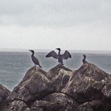Alaska Tour - Major Marine Wile Life Tour of Resurection Bay - Cormorants