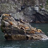 Alaska Tour - Major Marine Wile Life Tour of Resurection Bay - Steller Sea Lions