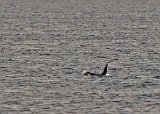 Male Orca Seen from MV Malaspina