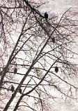 Eagles In A Cottonwood Tree