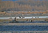 Eagles on the Council Grounds River Flats