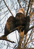 Eagle Drying Its Feathers