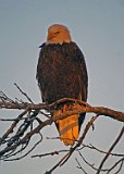An Eagle At Sunrise
