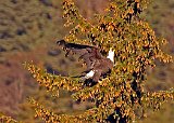 Eagle At A Spruce Tree Top