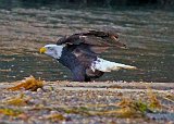 Eagle Preparing To Leave