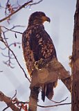 A Juvenile Bald Eagle