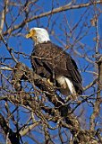 Eagle With Deformed Beak