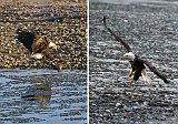 Landing Eagles Collage