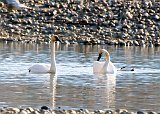 Trumpeter Swans