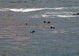 A Raft of Sea Otters