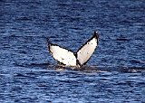 Humpback Whale #1377 Fluking