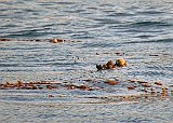 An Individual Sea Otter