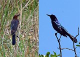 Shark Valley - Female and Male Boat-Tailed Grackle