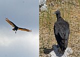 Shark Valley - Black Vulture