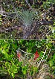 Flamingo Back Country Tour - West Indian Tufted Airplant & Flowering Wild Pine (or Quill Leaf) Air Plant