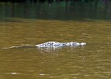 Flamingo Back Country Tour - Salt Water American crocodile