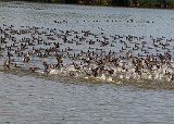 Flamingo Back Country Tour - A Flock of American Coots