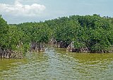 West Lake - Red Mangroves